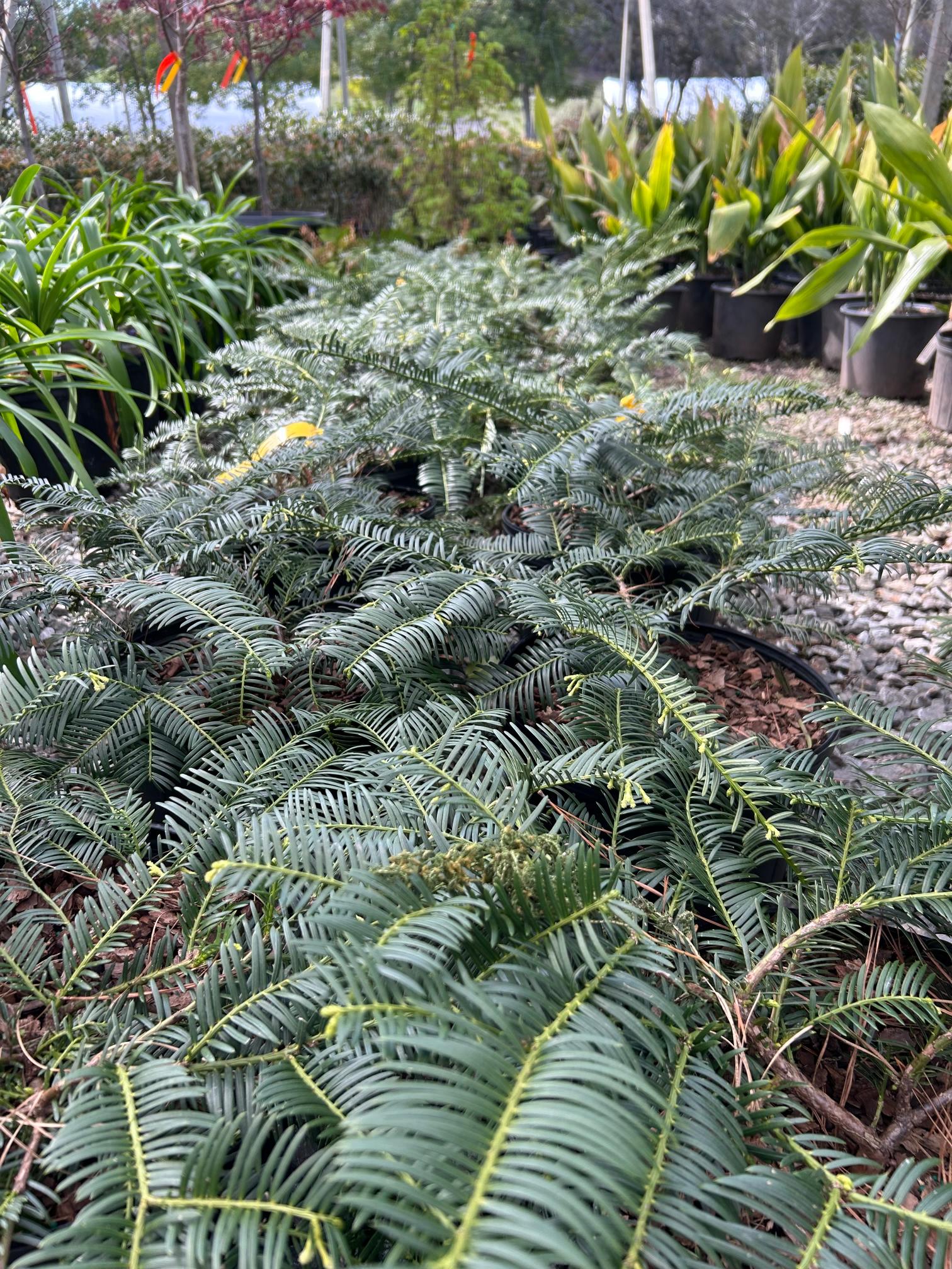 11 Cephalotaxus prostrata