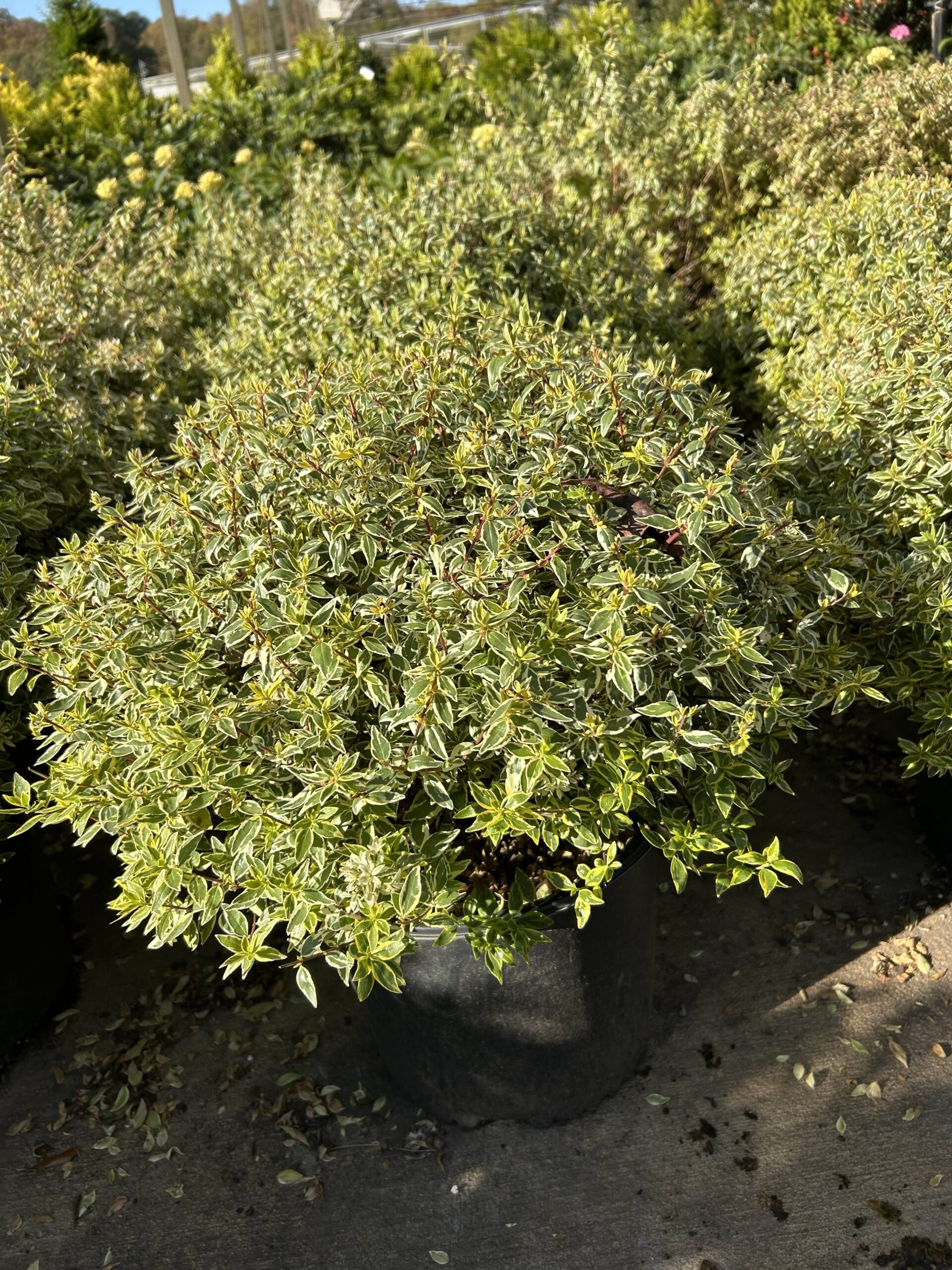 2 Abelia Radiance