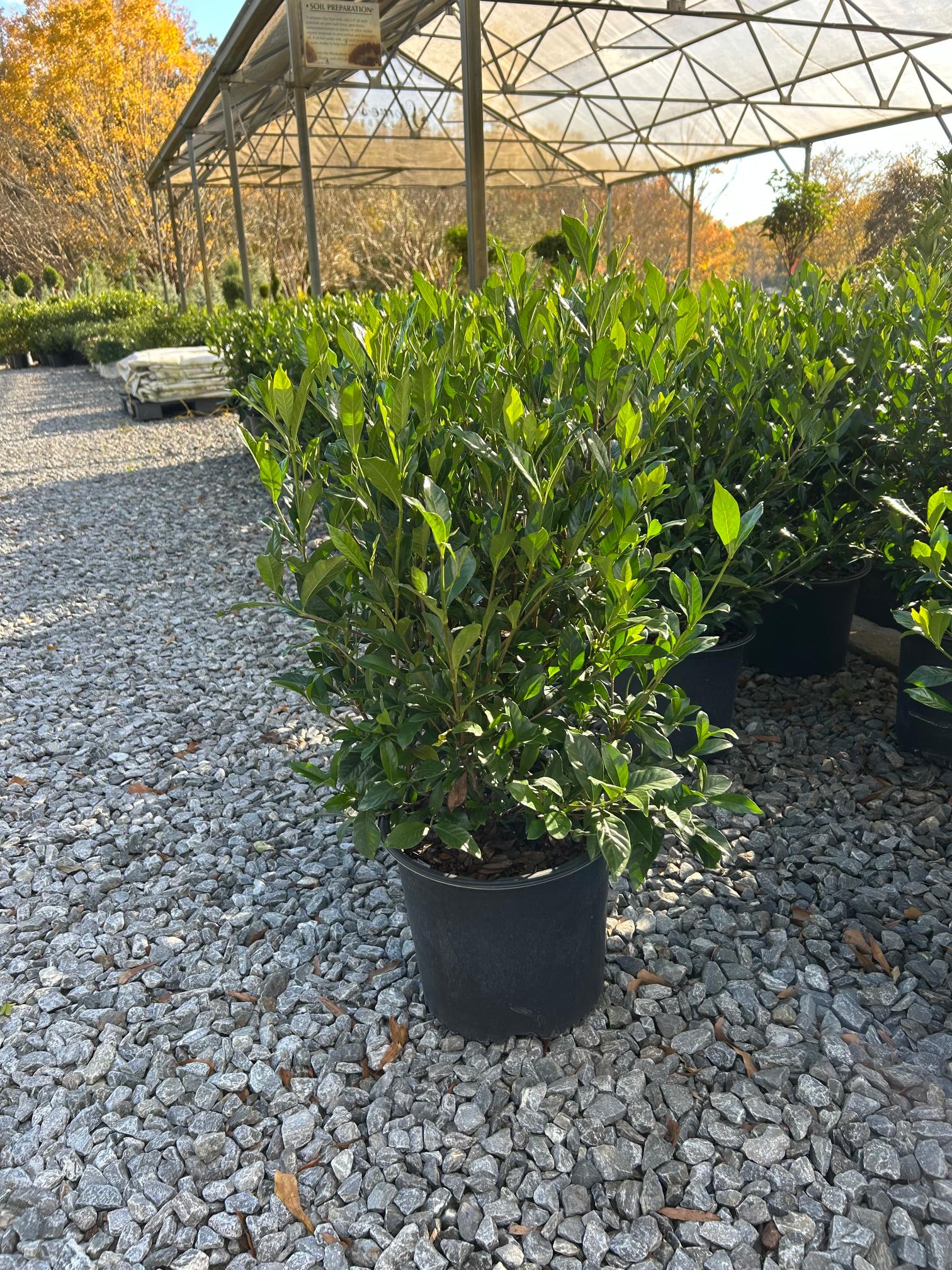22 Gardenia August Beauty