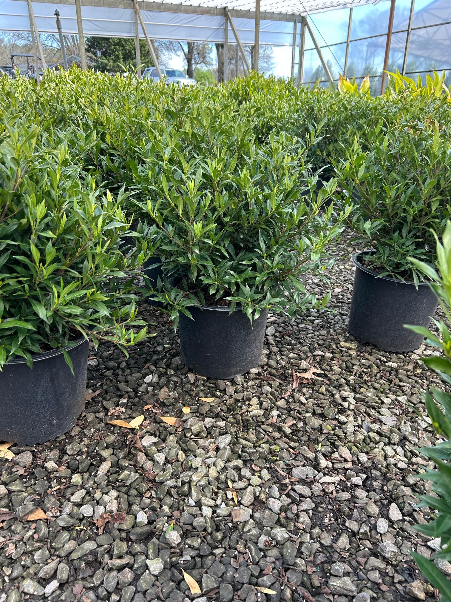 24 Gardenia Frostproof