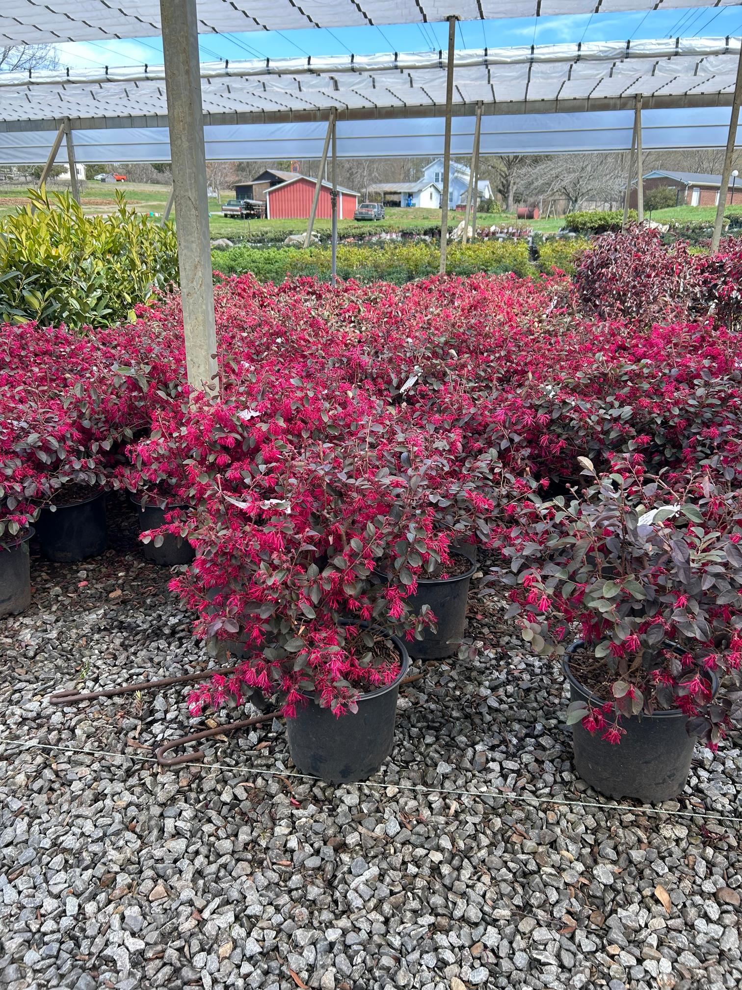 35 Loropetalum Carolina Midnight