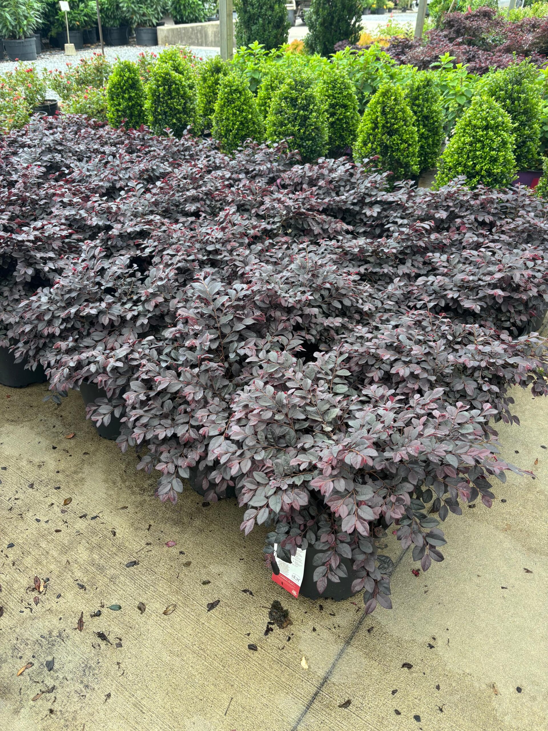 36 Loropetalum Cerise Charm 2