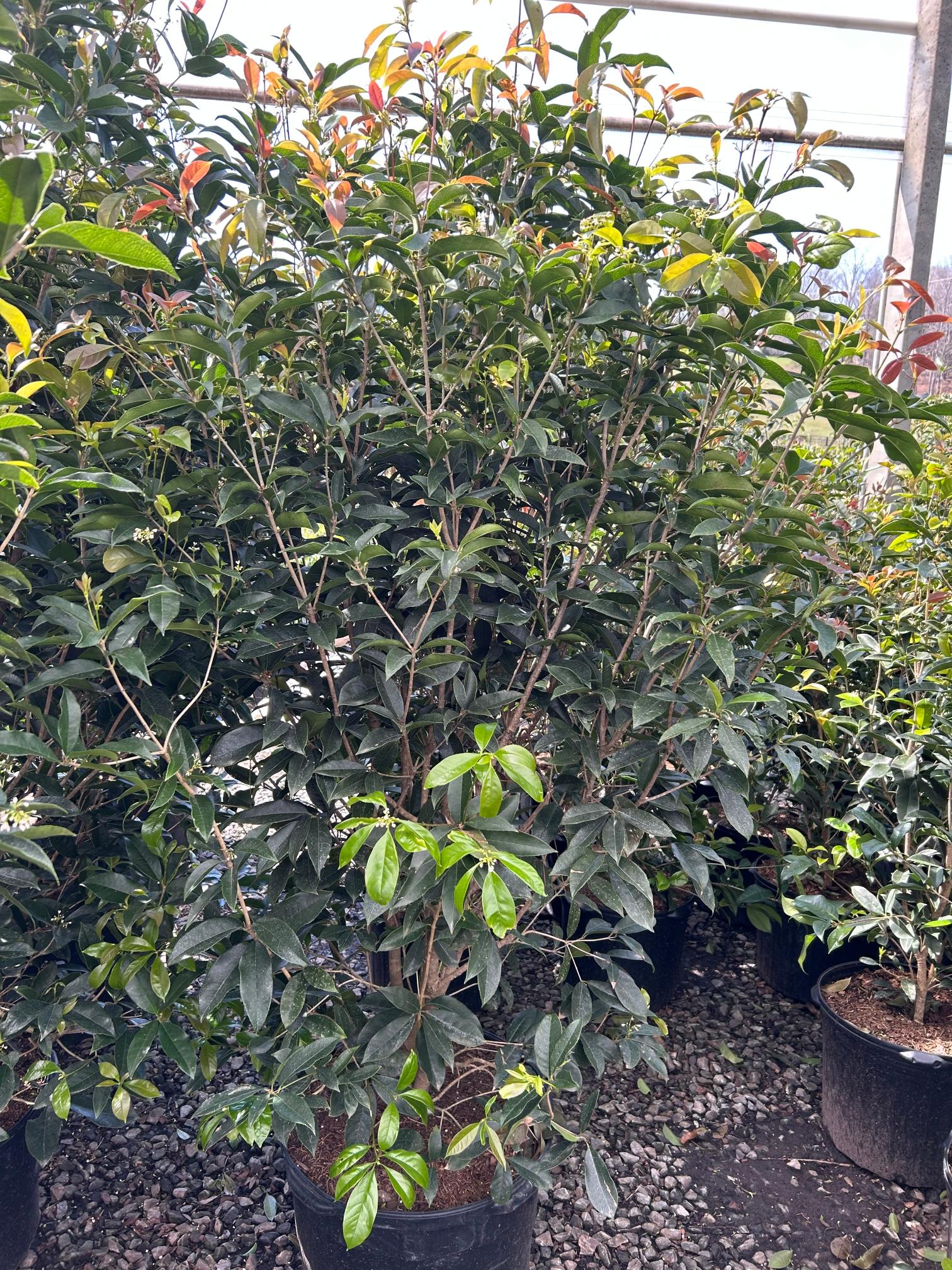 38 Osmanthus fragran