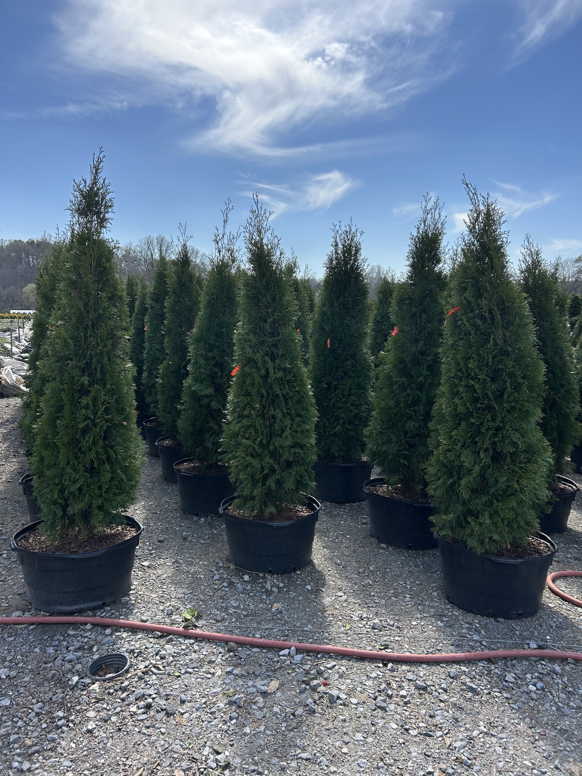42 Thuja Emerald Green