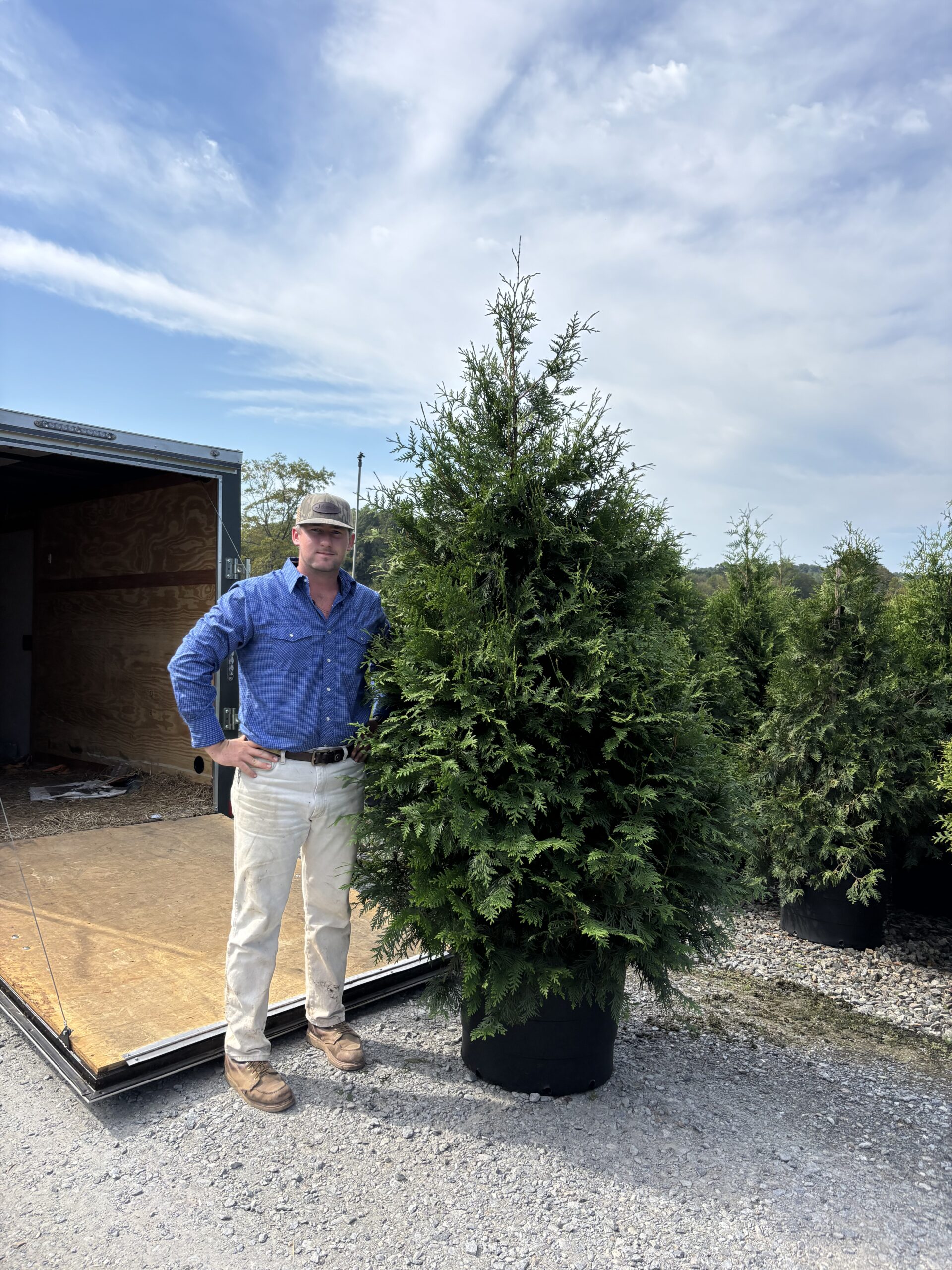 Thuja Green Giant