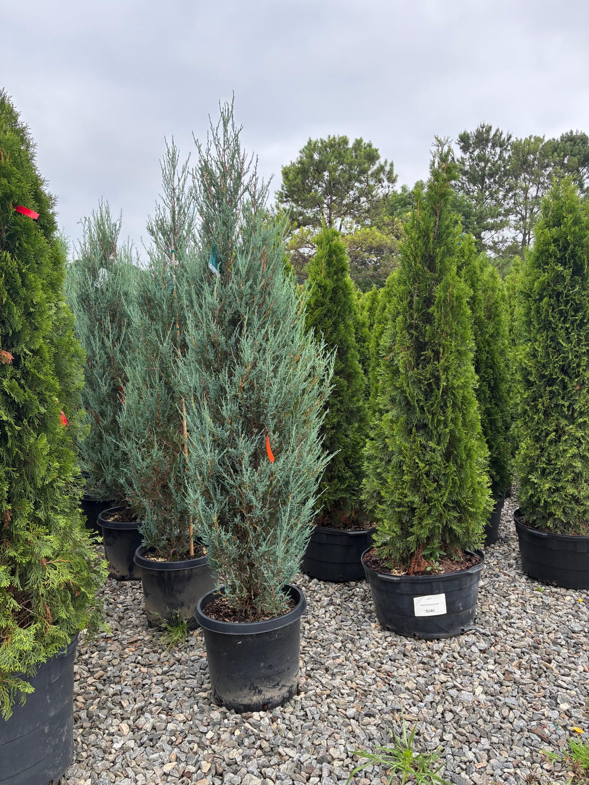 Blue Arrow Juniper