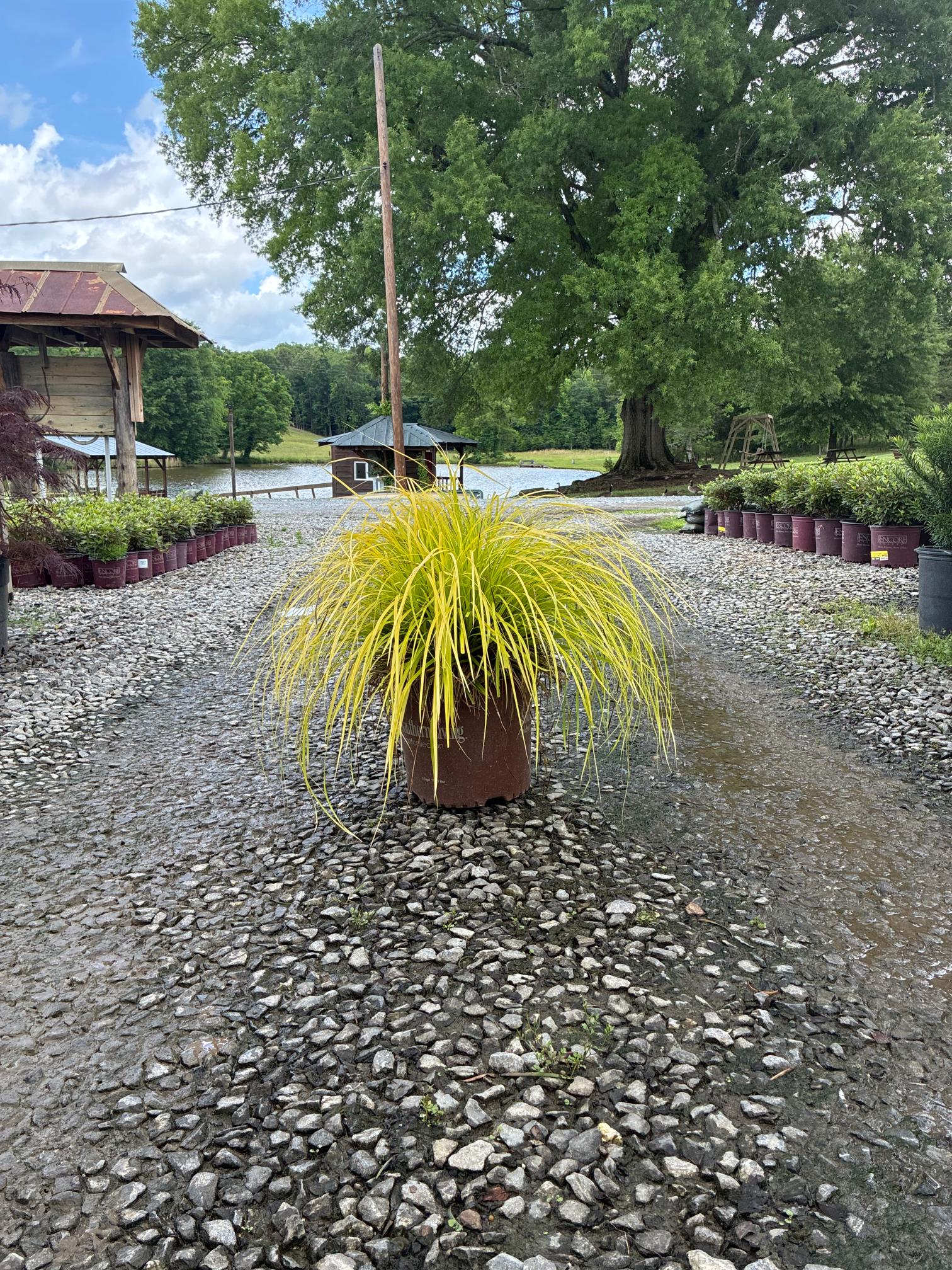 Carex
